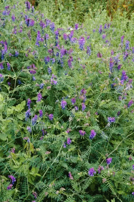 Framed Print : Tufted Vetch Framed Print : Tufted Vetch