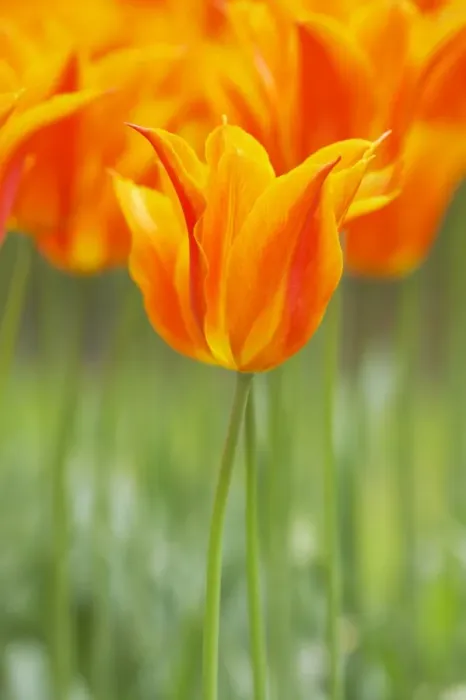 Framed Print : Tulip Ballerina Keukenhof Gardens Netherlands PL001788 Framed Print : Tulip Ballerina Keukenhof Gardens Netherlands PL001788