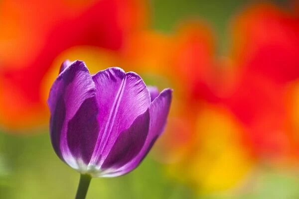 Tulip Blossom - in garden - Lower Saxony - Germany