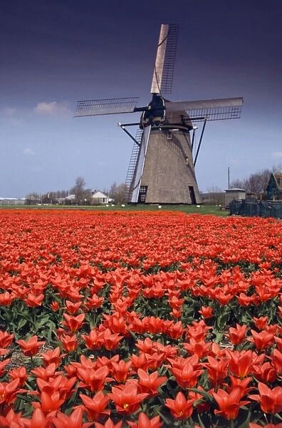 Tulip Bulb fields and windmill - Leiden, Holland