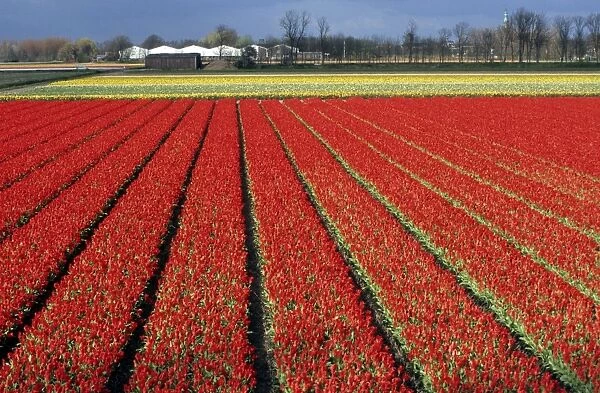 Tulip cultivate - Holland