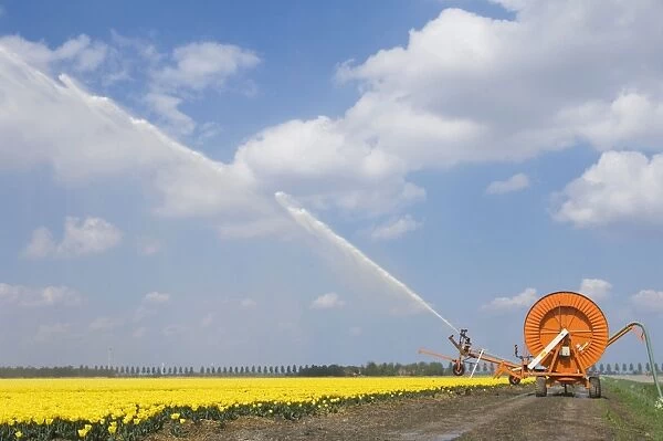 Tulip culture - Irrigation during a dry spring - The Netherlands - Flevoland