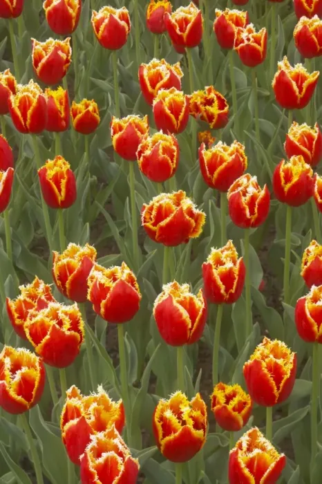 Framed Print : Tulip Davenport Keukenhof Gardens Netherlands PL001598 Framed Print : Tulip Davenport Keukenhof Gardens Netherlands PL001598