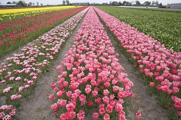 Tulip Fields Netherlands PL001867