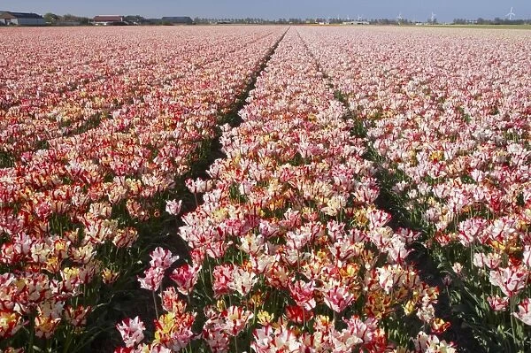 Tulip Fields Netherlands PL001871