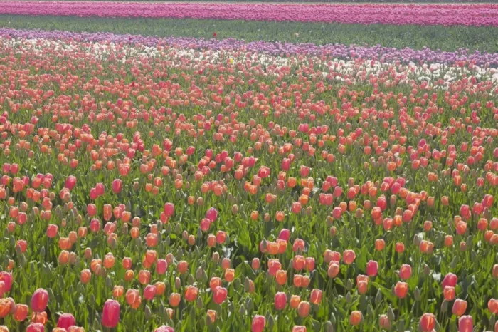 Framed Print : Tulip Fields Netherlands PL001928 Framed Print : Tulip Fields Netherlands PL001928