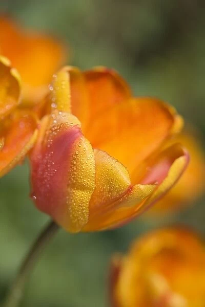 Tulip - Flower with dew drops Norfolk UK