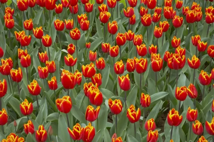 Framed Print : Tulip King's Cloak Keukenhof Gardens Netherlands PL001619 Framed Print : Tulip King's Cloak Keukenhof Gardens Netherlands PL001619