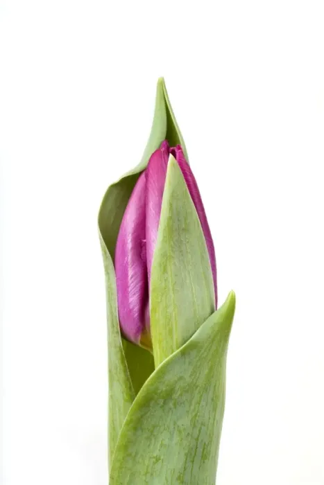 Framed Print : Tulip - Sequence 1 of 2 Framed Print : Tulip - Sequence 1 of 2