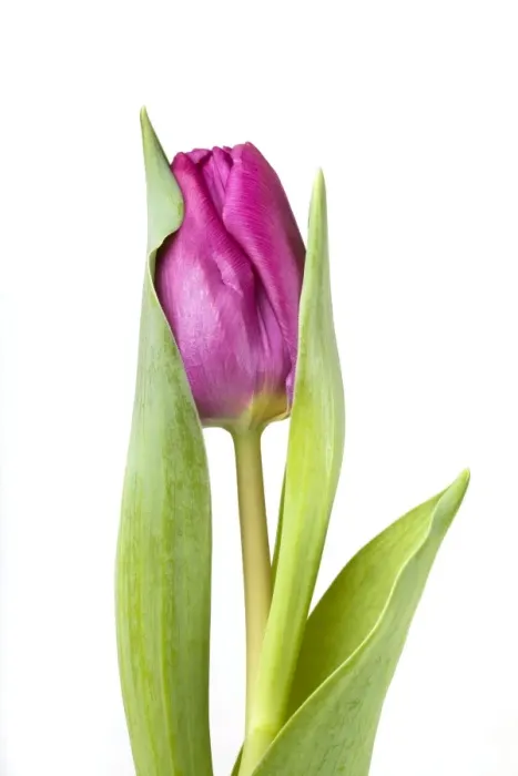 Framed Print : Tulip - Sequence 2 of 2 Framed Print : Tulip - Sequence 2 of 2