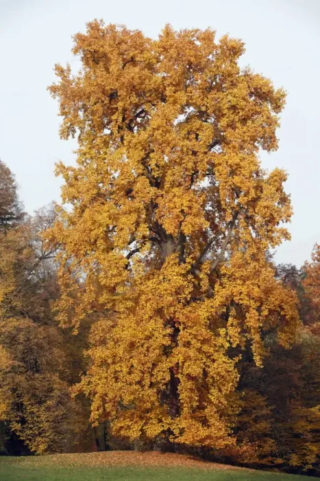 Framed Print : Tulip Tree - autumn - Hessen - Germany Framed Print : Tulip Tree - autumn - Hessen - Germany