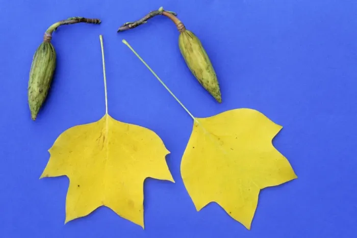 Framed Print : Tulip Tree - leaves in autumn colour, and ripening fruit pods, Lower Saxony, Germany Framed Print : Tulip Tree - leaves in autumn colour, and ripening fruit pods, Lower Saxony, Germany