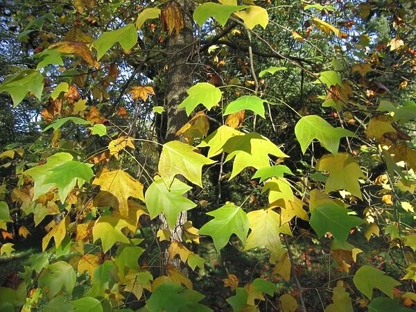 Tulip Tree - Leaves just turning to Autumn colours