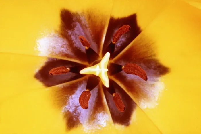 Framed Print : TULIP - yellow flower centre, in close-up Framed Print : TULIP - yellow flower centre, in close-up