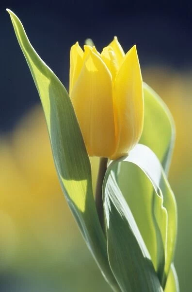 Tulip Yokohama Yellow