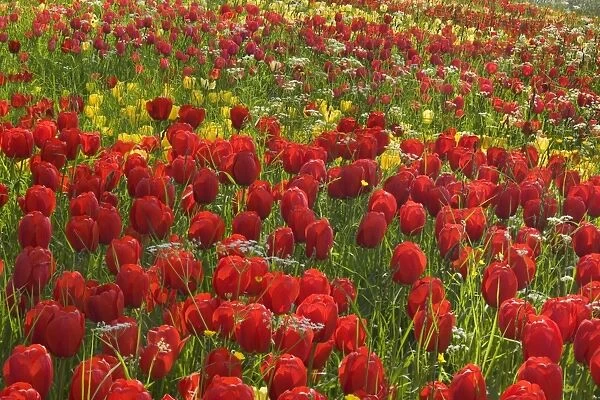 Tulips - a carpet of Tulips in a park in spring
