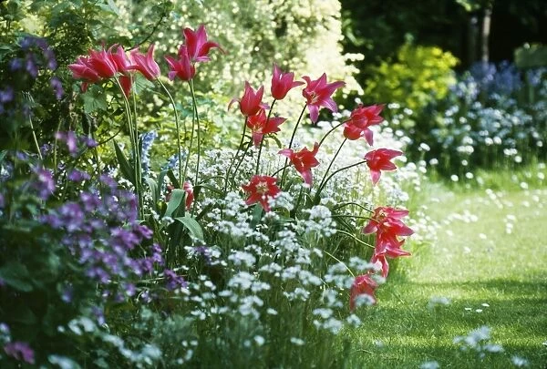 Tulips - in spring garden
