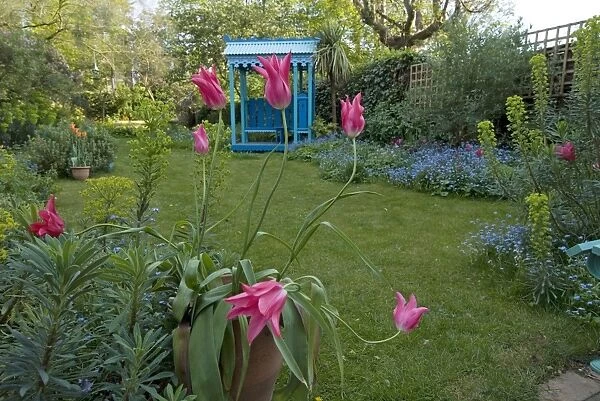 Tulips - Spring garden with lily flowered pink Tulips - with garden shelter in background