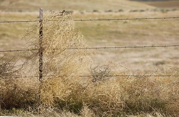 Tumbleweed - caught on barbed-wire fence, southern California