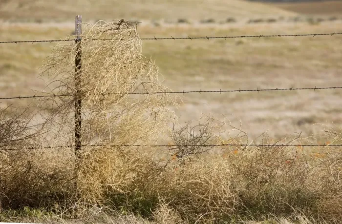 Framed Print : Tumbleweed - caught on barbed-wire fence, southern California Framed Print : Tumbleweed - caught on barbed-wire fence, southern California