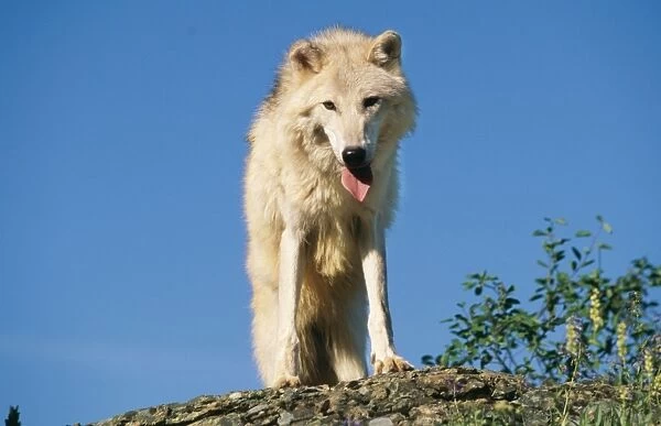 Tundra Arctic Wolf WAT 3934 Panting wolf with tongue extended Canis lupus tundrorum © M. Watson  /  ARDEA LONDON