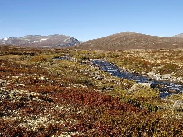 Tundra - autumn in Dovrefjell National Park - Norway