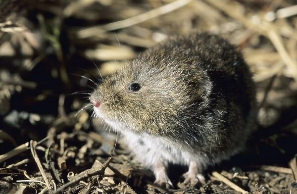Tundra  /  Root Vole, feeds on plants at river Negustyah (tributary of river Bolshoi Ugan) bank in the night, typical across Siberian plains; Uganskii Nat. Reserve, Siberia, Russia; spring