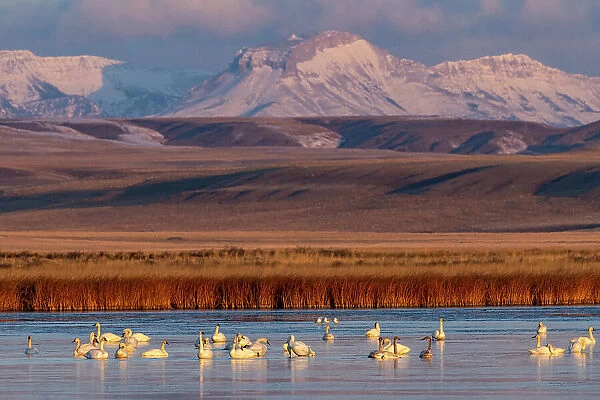 Tundra Swans with Ear Mountain in background during spring migration at Freezeout Lake Wildlife Management Area near Choteau, Montana, USA Date: 31-03-2021