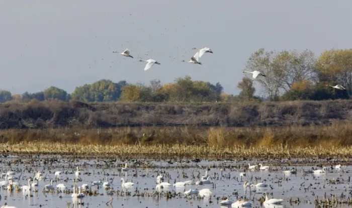 Framed Print : Tundra Swans - at wintering grounds in Central Valley, California Framed Print : Tundra Swans - at wintering grounds in Central Valley, California
