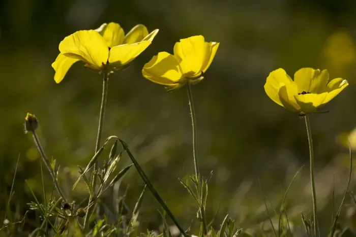 Framed Print : Turban buttercups, yellow form (Ranunculus asiaticus), Cyprus Framed Print : Turban buttercups, yellow form (Ranunculus asiaticus), Cyprus
