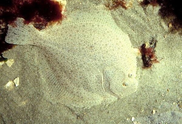 Turbot Fish Underwater - camouflaged by seabed