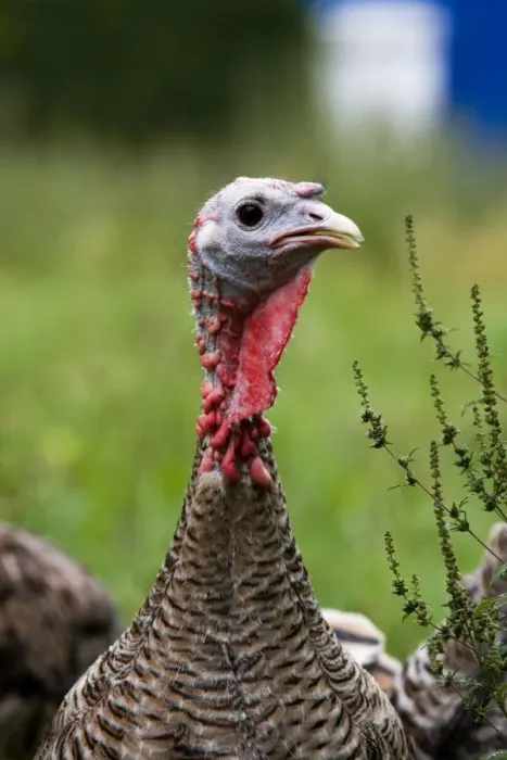 Framed Print : Turkey - female close-up Framed Print : Turkey - female close-up