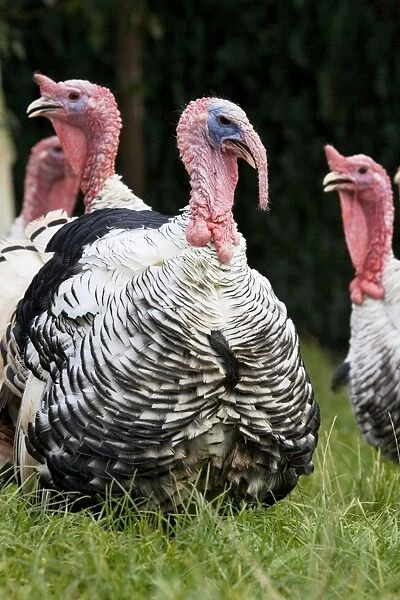 Turkey - male with female turkeys in background