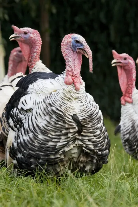 Framed Print : Turkey - male with female turkeys in background Framed Print : Turkey - male with female turkeys in background