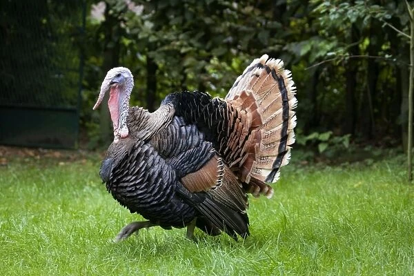 Turkey - male parading with spread tail