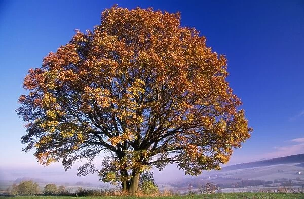 Turkey Oak Tree - autumn colour