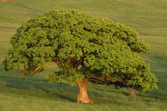 Framed Print : Turkey Oak Tree - in summer on pasture land, in evening light Framed Print : Turkey Oak Tree - in summer on pasture land, in evening light