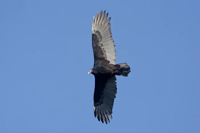 Framed Print : Turkey Vulture - adult in flight - Cape May - NJ - USA Framed Print : Turkey Vulture - adult in flight - Cape May - NJ - USA
