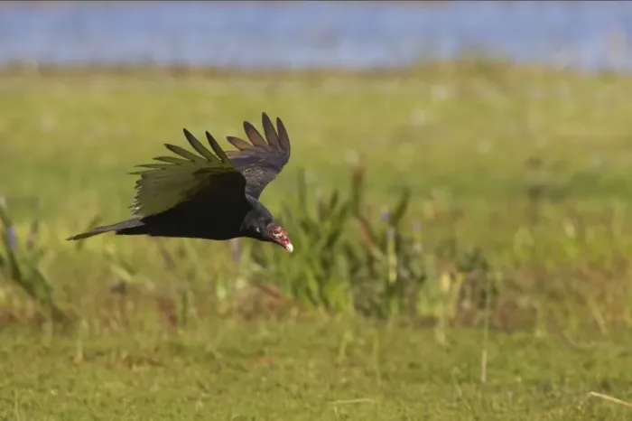 Framed Print : Turkey Vulture approaching kill. Lake Kissimee, florida, USA BI001780 Framed Print : Turkey Vulture approaching kill. Lake Kissimee, florida, USA BI001780