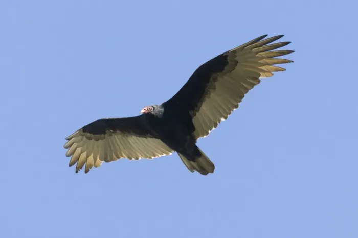 Framed Print : Turkey Vulture, Cathartes aura adult. October in New Jersey Framed Print : Turkey Vulture, Cathartes aura adult. October in New Jersey