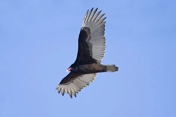 Turkey Vulture Connecticut in January