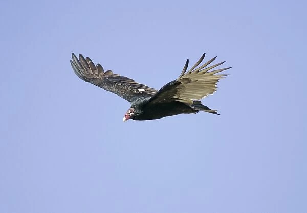 Turkey Vulture - in flight