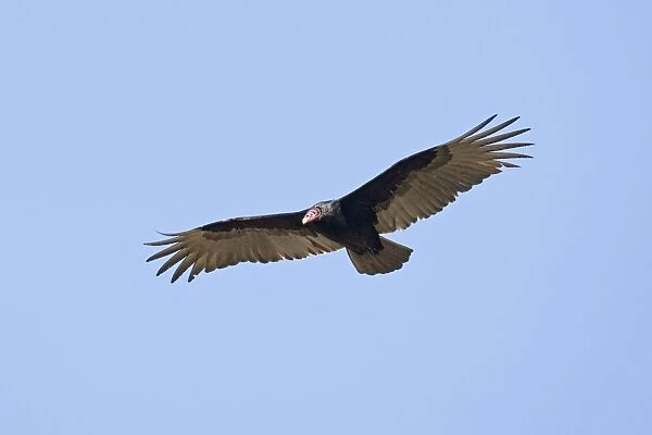 Turkey Vulture - in flight - South central Florida - USA - January
