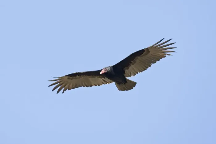 Framed Print : Turkey Vulture - in flight - South central Florida - USA - January Framed Print : Turkey Vulture - in flight - South central Florida - USA - January