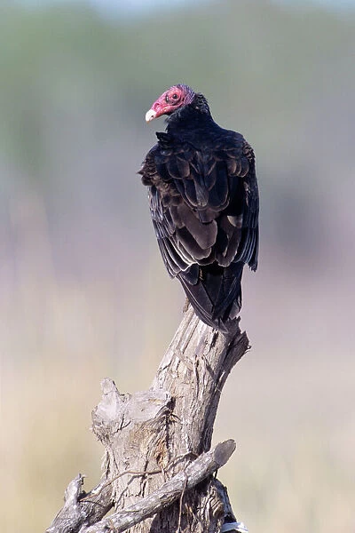 Turkey Vulture Mexico Pacific Coast