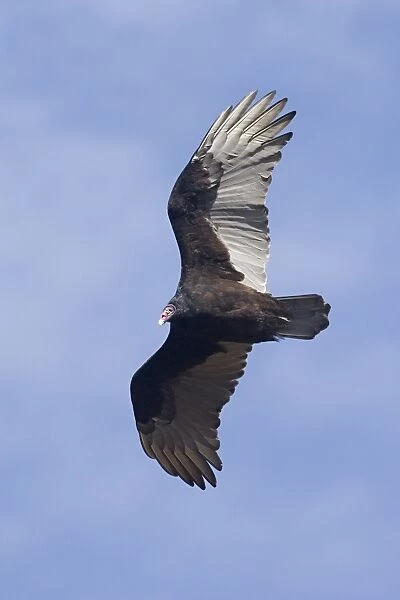 Turkey Vulture -October, CT, USA