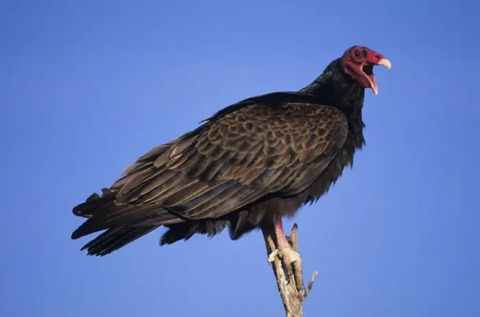Framed Print : Turkey Vulture Range is southern United States and south into Mexico and is expanding northward in the eastern USA Framed Print : Turkey Vulture Range is southern United States and south into Mexico and is expanding northward in the eastern USA