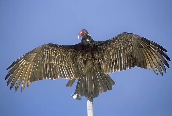 Turkey Vulture - USA