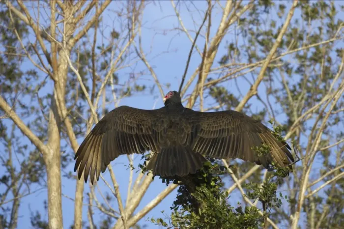 Framed Print : Turkey Vulture warming itself in the morning Sunshine. Cypress Lake, florida, USA BI001791 Framed Print : Turkey Vulture warming itself in the morning Sunshine. Cypress Lake, florida, USA BI001791