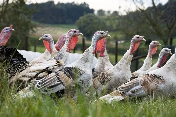 Turkeys - group of females
